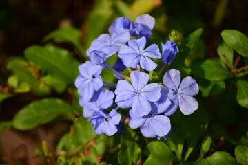 Venezuela es la tierra de la eterna primavera,y Caracas no es la exepcion,entre flores y frutas...