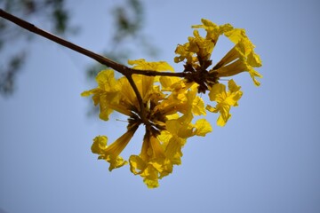 Venezuela es la tierra de la eterna primavera,y Caracas no es la exepcion,entre flores y frutas...