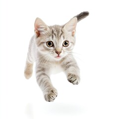Fototapeta premium A Cute cat running, on a white background 