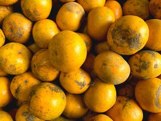 Tropical fruit, Mandarin orange with very fresh green leaf stalks.