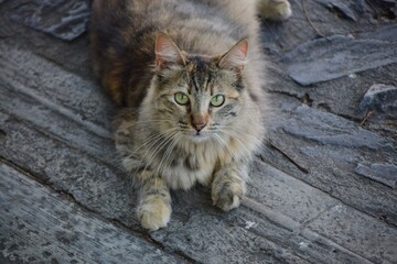 Obraz premium Hay muchos gatos en las calles,por suerte hay personas de gran corazon que se ocupan de ellos,cuidandolos y alimentandolos.