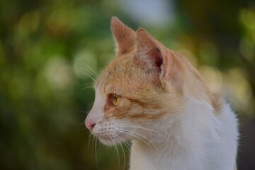 Hay muchos gatos en las calles,por suerte hay personas de gran corazon que se ocupan de ellos,cuidandolos y alimentandolos.