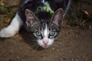 Hay muchos gatos en las calles,por suerte hay personas de gran corazon que se ocupan de ellos,cuidandolos y alimentandolos.