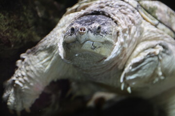 closeup of a turtle's head sticking out of its shell, Closeup of an alligator snapping turtle