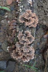 Brown mushrooms that grow on wood