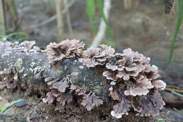 Brown mushrooms that grow on wood
