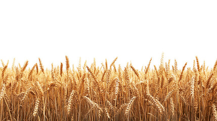 Endless ripe wheat fields panoramic view, cut out. Isolated on a transparent background.