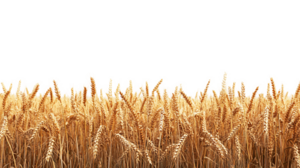 Endless ripe wheat fields panoramic view, cut out. Isolated on a transparent background.