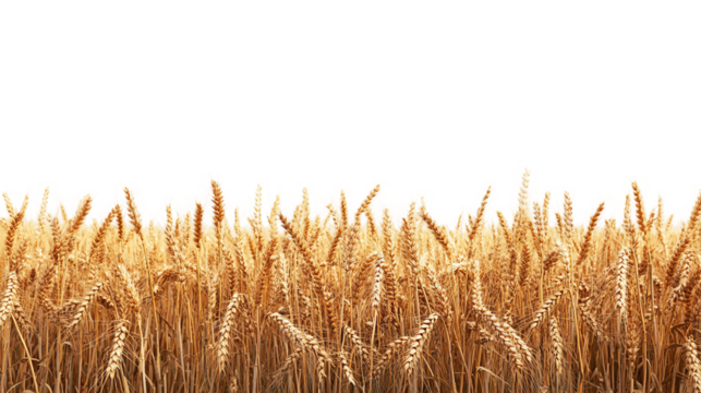 Endless ripe wheat fields panoramic view, cut out. Isolated on a transparent background.