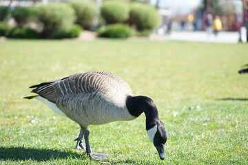 Canadian goose on the grass