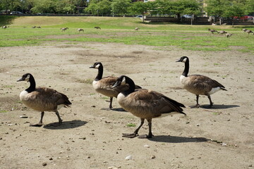 canadian geese on the beach