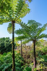 Fototapeta premium Flying Spider-monkey tree fern, Alsophila spinulosa, is a species of tree fern in the family Cyatheaceae, native to Japan, Southern China and the Ryukyu Islands (Okinawa) in Japan 