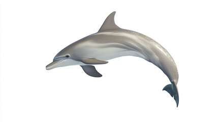 Fototapeta premium dolphin jumping isolated on white background