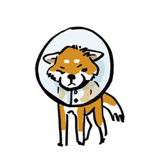 カラーをつけた犬