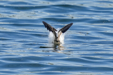 osprey is hunting a fish