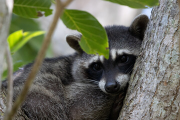 Cute raccoon 