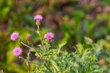 Pink flowers from a Thistle Plant