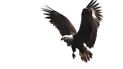 Obraz premium Bald eagle soaring with wings spread wide against white background