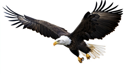 American bald eagle soaring with wings spread wide