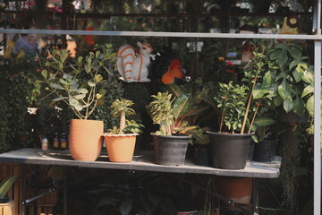 A beautiful display of indoor plants showcased elegantly at a charming garden center