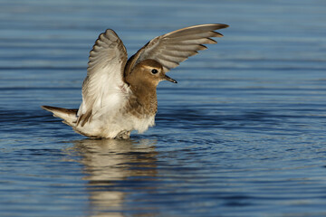 Rufous-chested dotterel spreading wings reflected on water 