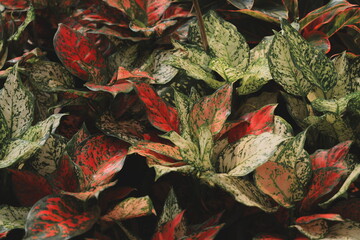 A CloseUp View of Vibrant Variegated Leaves That Showcase Their Stunning Details and Colors