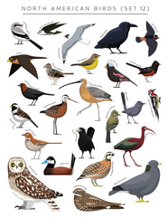 North American Birds Set Cartoon Vector Character 12