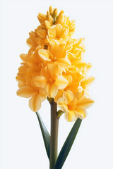 Flower isolated on white background.