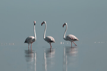 African wild birds. A flock of great flamingos on the blue lagoon against the bright sky