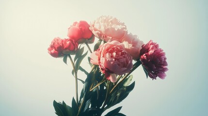 Bouquet of Pink & Red Peonies — Lush, romantic blooms arranged elegantly against a clean white background.