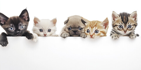 Kittens and puppy curiously peeking over white surface