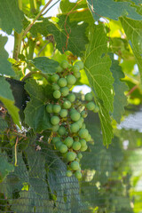 ripening grapes on a vineyard vine, transitioning from green to purple
