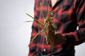 Hand Holding Wheat Bundle Against Plain Background in Rustic Style