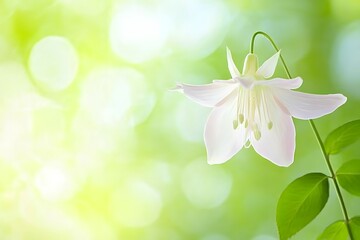 Elegant Pale Pink Flower Blossom on Green Bokeh Background