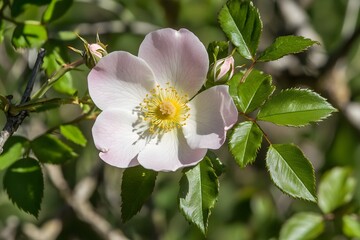 Obraz premium Closeup Pink Dog Rose Flower Blooming in Sunlight