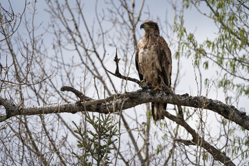 A juvenile bald eagle perched in a tree on a beautiful spring day.