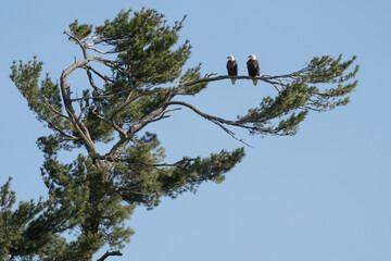 A pair of eagles perched next to one another in a large spruce tree.