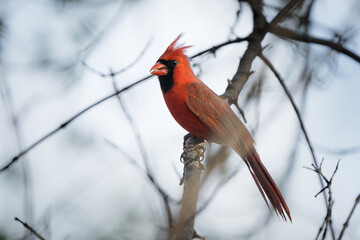 A cardinal perched in the forest.