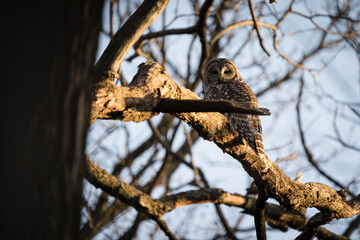 A barred owl perched in a tree at sunset looking around.