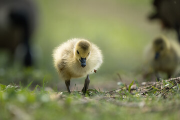 A gosling strolls along with its family on a spring day.