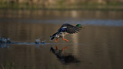 A drake mallard's feet splash along the surface of a pond as it takes flight.