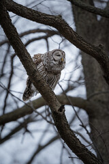 A barred owl calls out for its mate shortly after sunset.