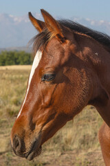 Primer plano de un caballo marrón con una mancha blanca en la frente, capturado en un entorno natural con montañas al fondo y cielo despejado. Imagen ideal para campañas turísticas, educativas o relac