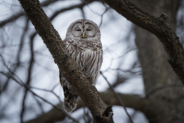 A barred owl rests in its perch at dusk.