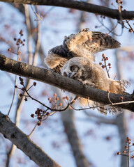 A great horned owlet flaps its wings.