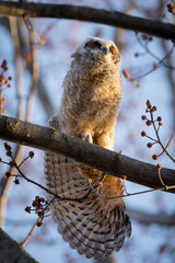 A great horned owlet stretches its wing.