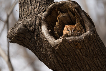 An eastern screech owl tucked into a tree cavity.