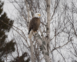 A bald eagle looks out from its perch on an aspen tree.