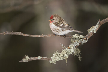 A common redpoll perched on a branch covered in lichen.