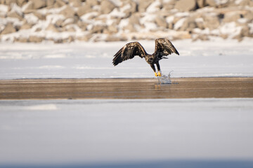 A juvenile bald eagle grabs a fish from an open patch of water along a frozen river.